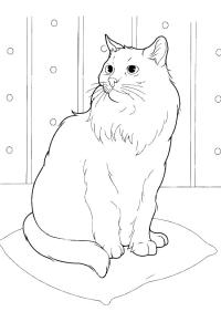 Ausmalbild Sibirische Katze  