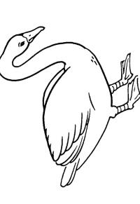 Ausmalbild Singschwan  