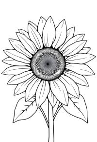 Ausmalbild Sonnenblume  