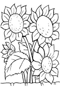 Ausmalbild Sonnenblumen  