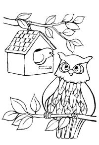 Ausmalbild Vogel und die Eule  