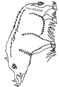 Ausmalbild Wildschwein  